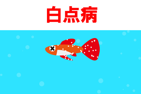 熱帯魚の白点病は放置すると危険!?症状・原因・治療法を解説