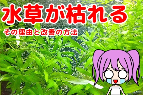 【水草が枯れる】その理由と改善の方法