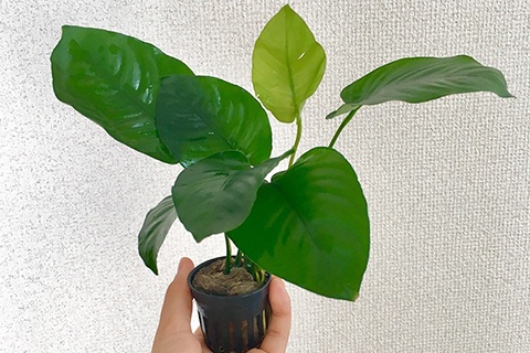 購入時の水草の状態も重要!?